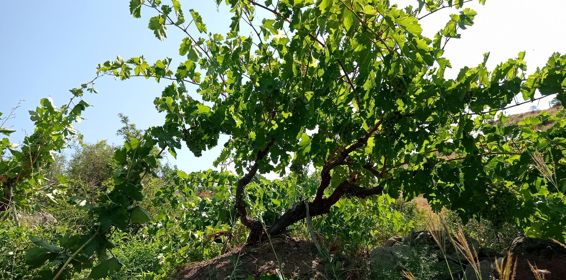 A vine heavy with grape clusters at Parseghyan Vineyards, Vayots Dzor